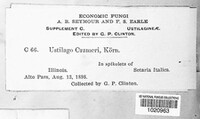 Ustilago crameri image